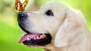 Butterly On The Dog Mouth Wallpaper Butterly On The Dog Mouth Wallpaper