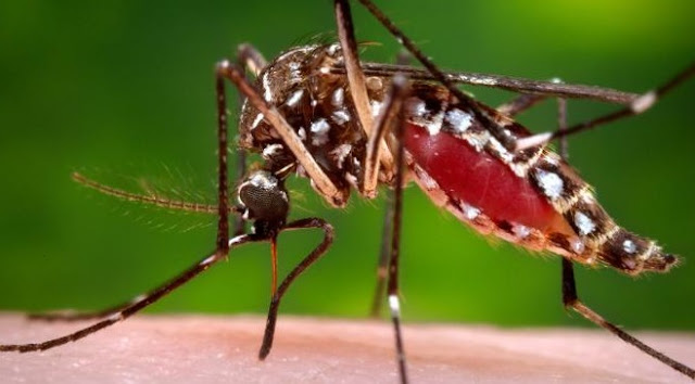5 Fakta Terbaru tentang Virus Zika 5 Fakta Terbaru tentang Virus Zika