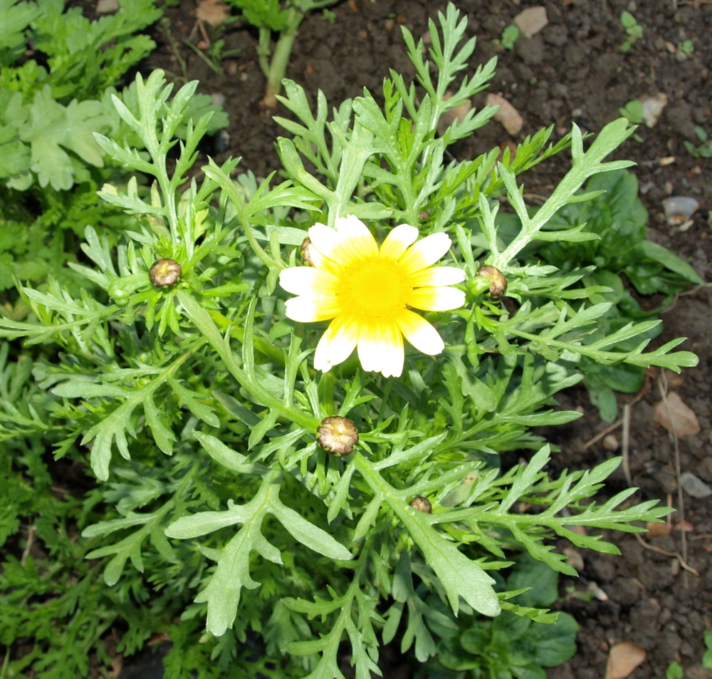Raw Edible Plants Edible chrysanthemum (Chrysanthemum coronarium)