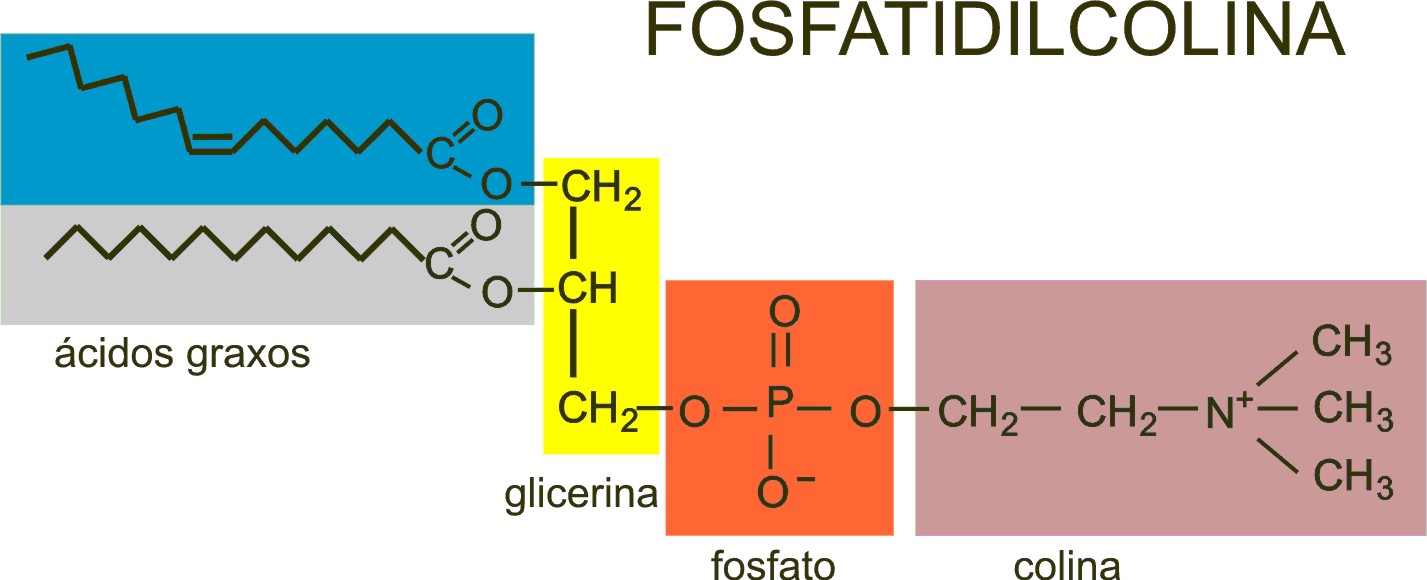 PrionicProtein Composición de los seres vivos Lípidos