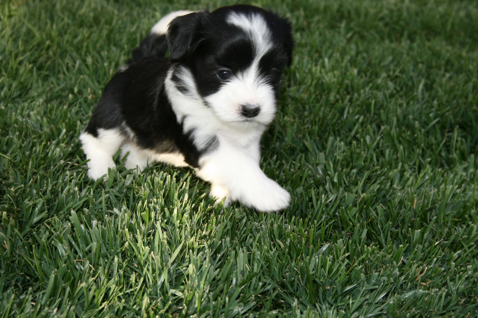 Available Puppies: Havanese puppies are 4 weeks old!1600 x 1067