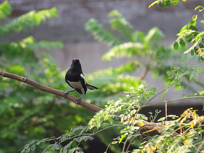 Oriental Magpie Robin.. Oriental Magpie Robin..