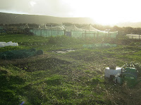 St Ives Cornwall - Allotment