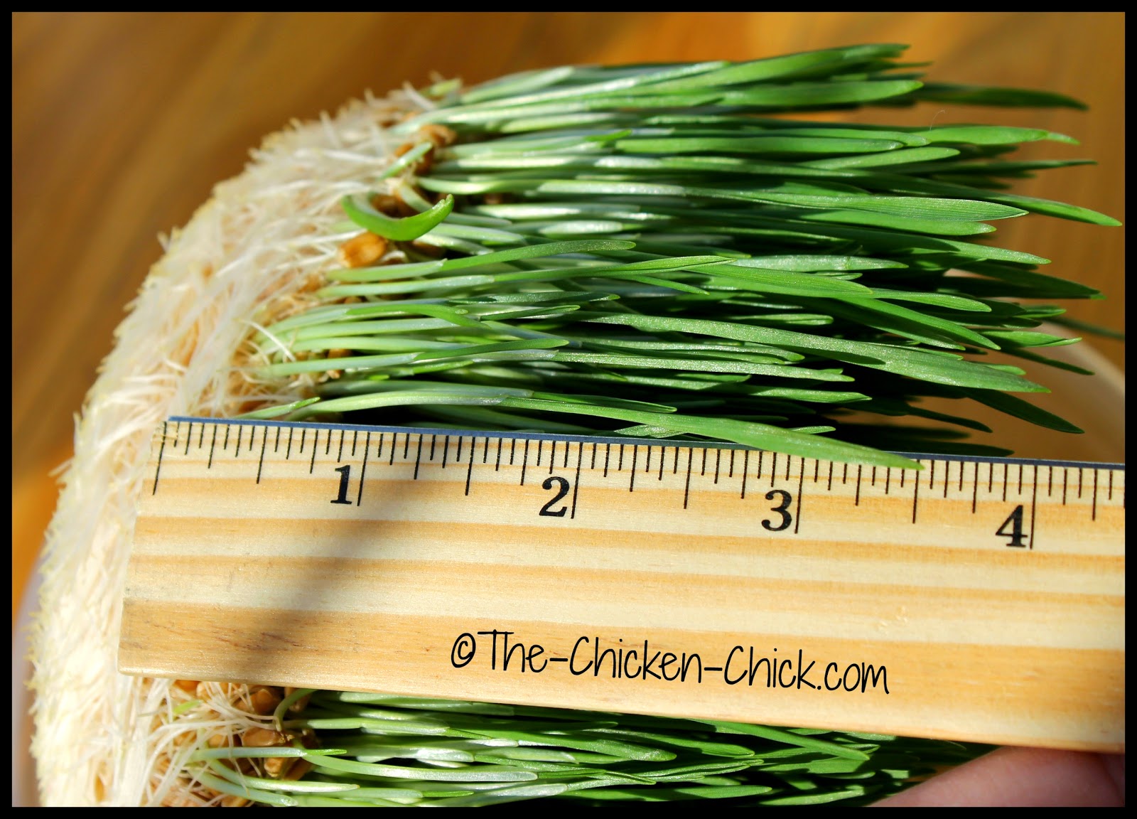 Sprouting Grains for Chickens Fodder for Thought The Chicken Chick®