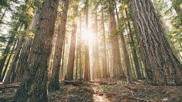 Forest Trees Forest Trees Wallpapers for Samsung Galaxy Note 3
