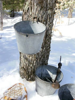 Canada+maple+syrup+production