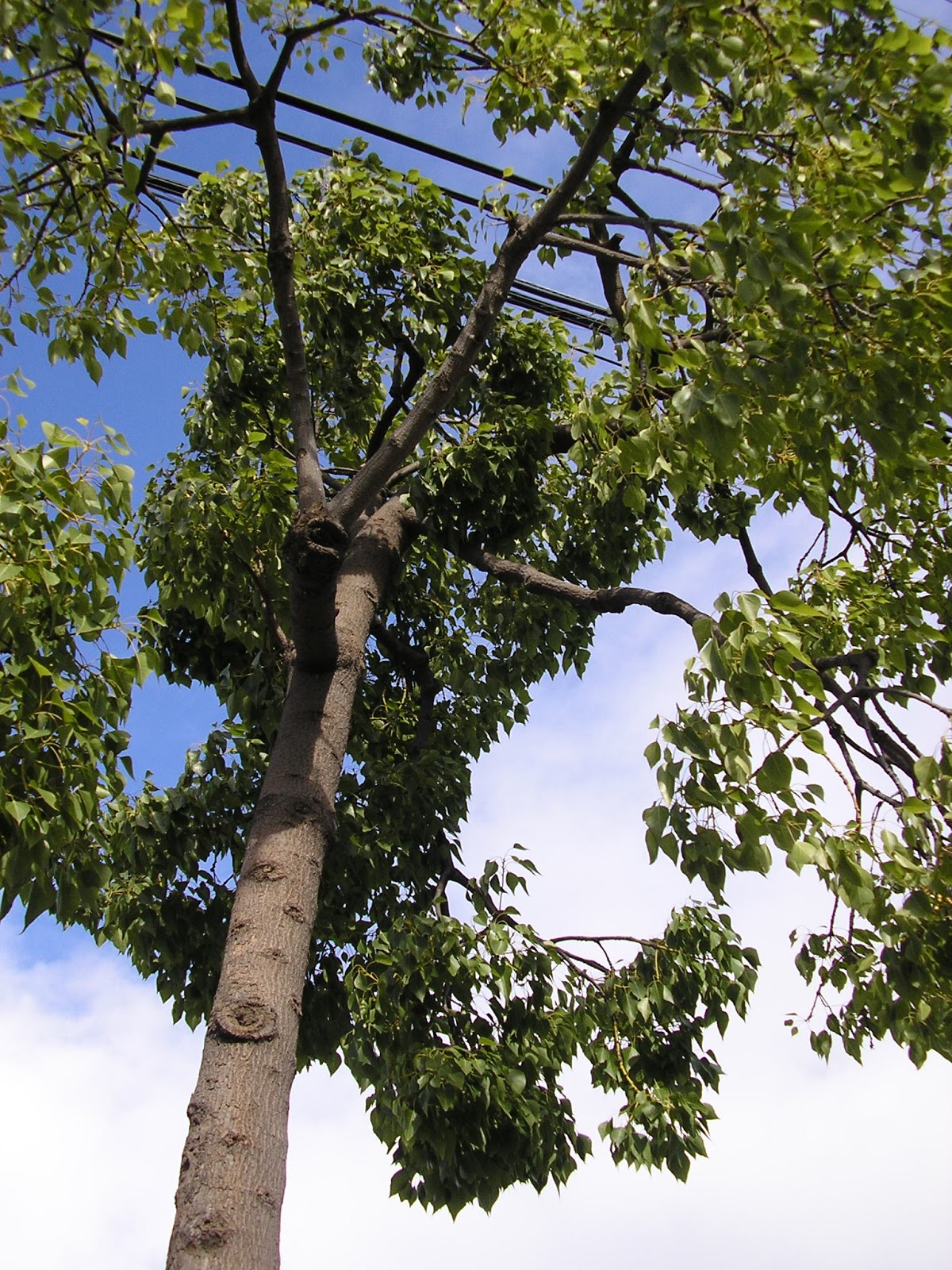 An Alameda Garden How Bad Economies Lead to Bad Trees