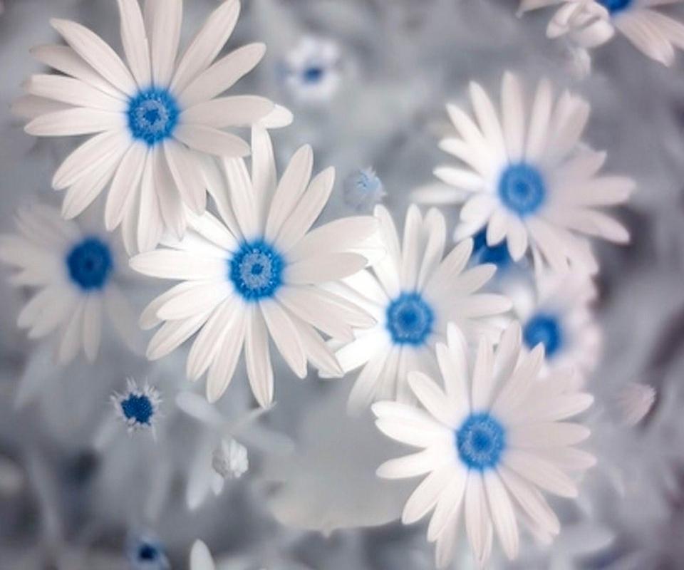 Las Fotos Mas Alucinantes margaritas azules