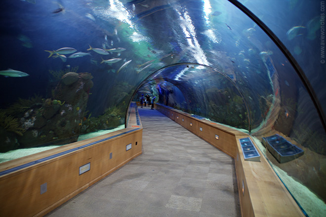 Tunnel of Fish