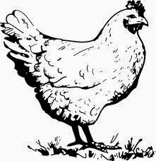 76+ Gambar Arsiran Ayam Kekinian 76+ Gambar Arsiran Ayam Kekinian