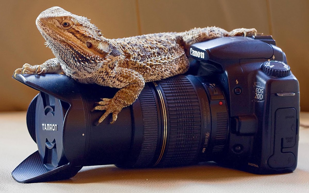 lizard_on_camera_wallpaper.jpg