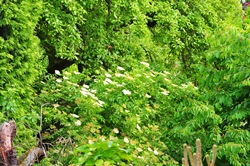 Holunderblüten... Holunderblüten...
