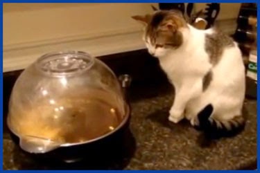 video suesten katzen video suesten katzen
