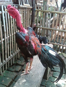 Keistimewaan Ayam Saigon: Mengenal Lebih Dalam tentang Ayam Pedaging Unggul dari Vietnam