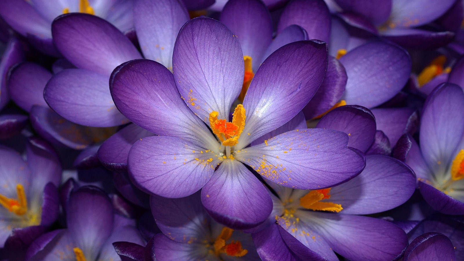 Tulip Ungu Wallpaper Tulip Ungu Wallpaper