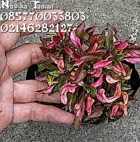 JUAL POHON KROKOT MERAH | SUPLIER TANAMAN HIAS | JASA TUKANG TAMAN JUAL POHON KROKOT MERAH | SUPLIER TANAMAN HIAS | JASA TUKANG TAMAN