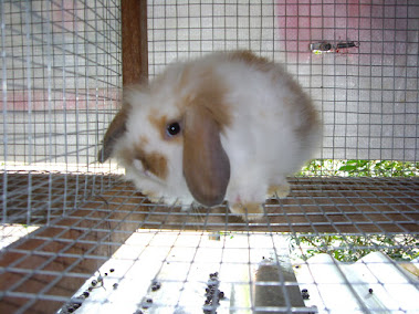 FUZZY LOP  BETINA