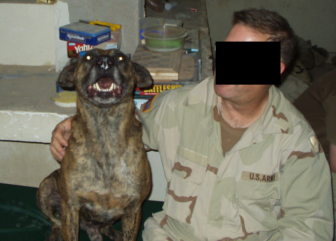 CIRoller Dude Understanding US Military Jobs for dummies...