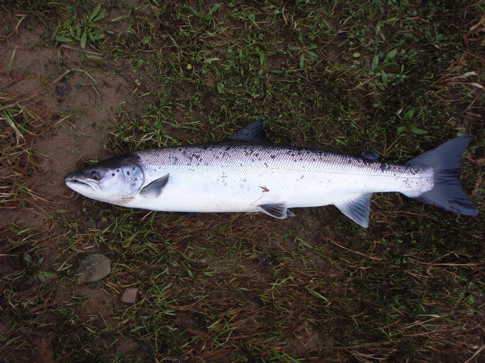 Scottish Salmon Fishing Rawner or well mended kelt