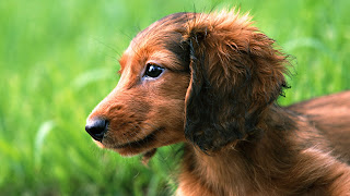 Brown Dog