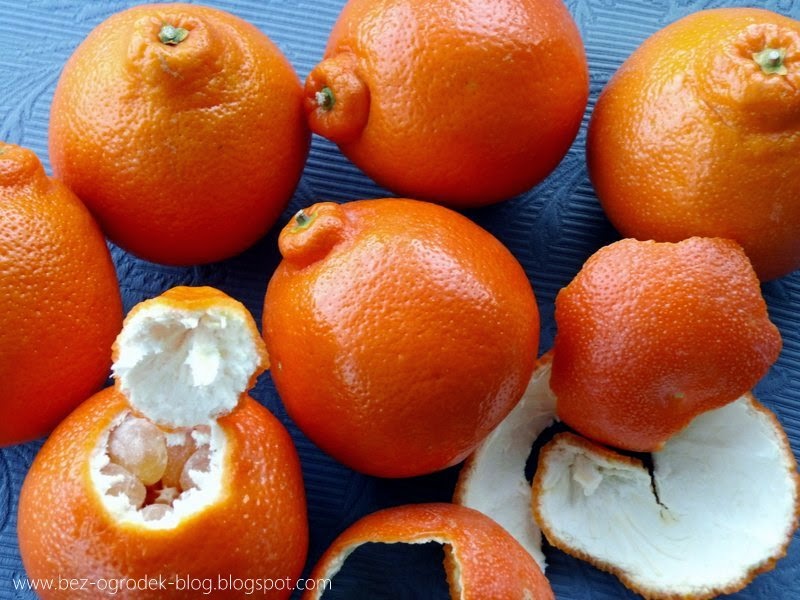 minneola tangelo fruit