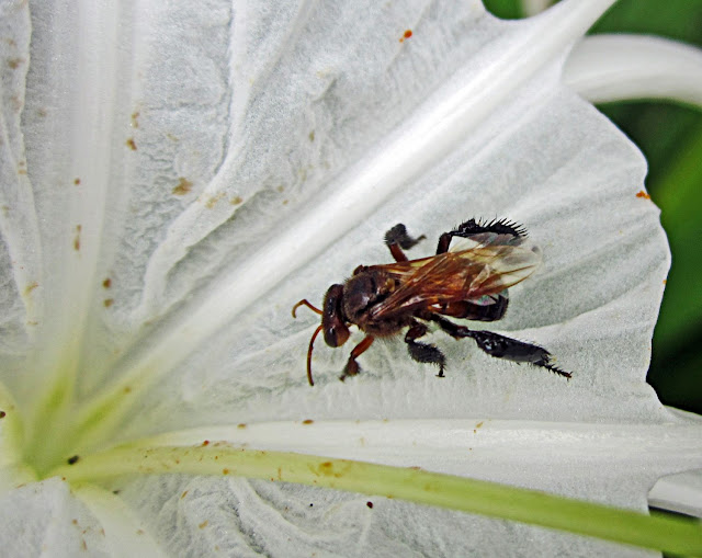bee on spider lily