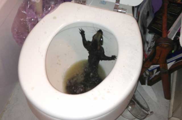 Nothing To Do With Arbroath: Squirrel popped out of woman\'s toilet Nothing To Do With Arbroath: Squirrel popped out of woman\'s toilet