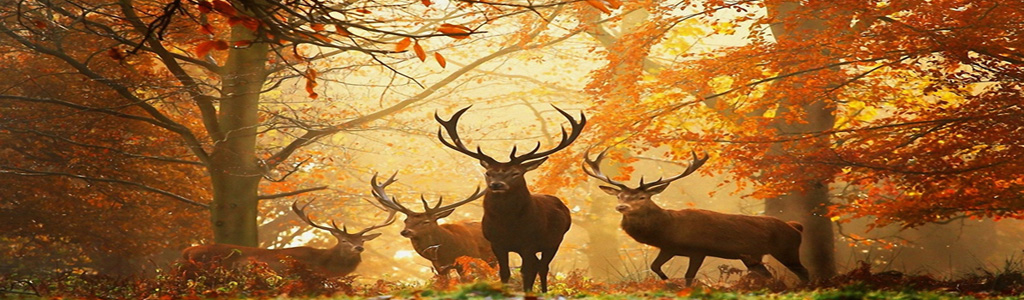 Sharing Planet With Animals: How do bats hunt at night when they can't