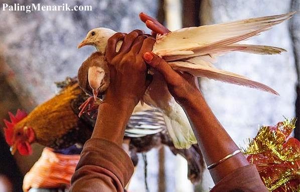 Festival Paling Aneh di Dunia dengan Membunuh 250.000 Binatang Merpati