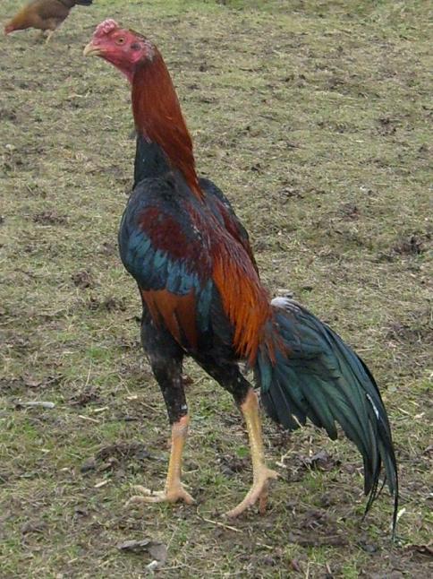 Image Result For Ayam