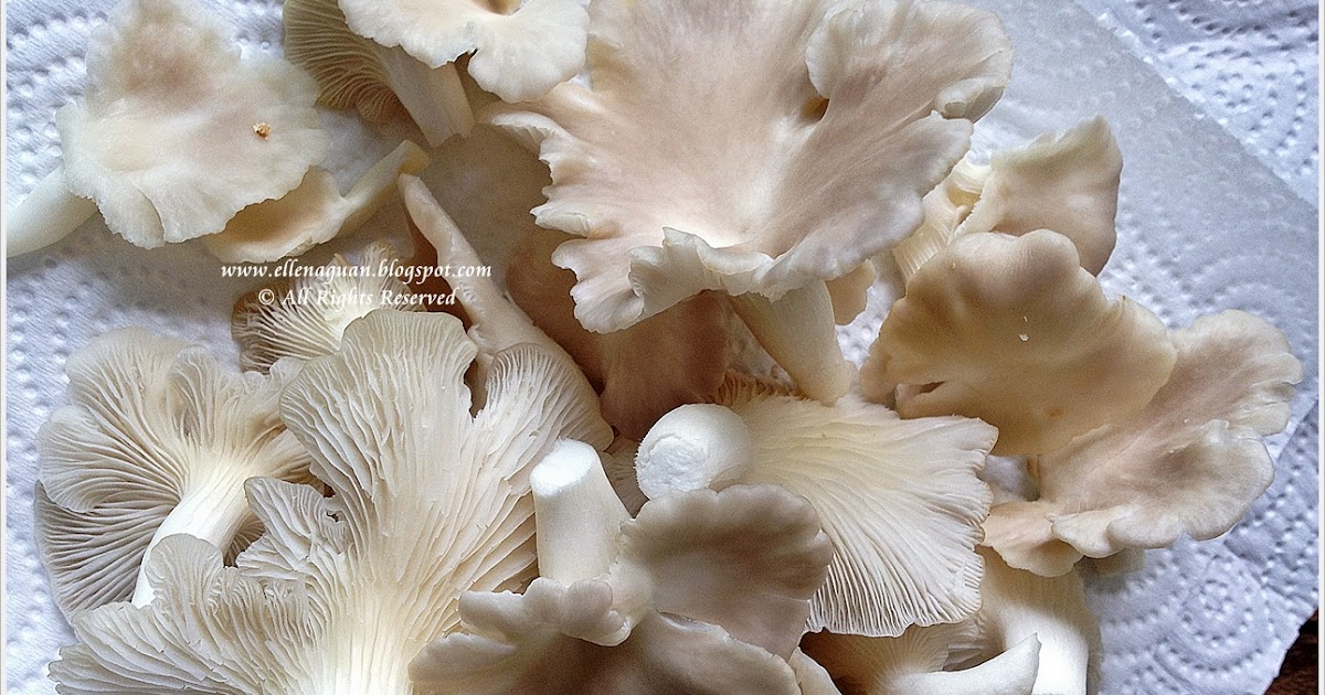 Home Grown Oyster Mushroom