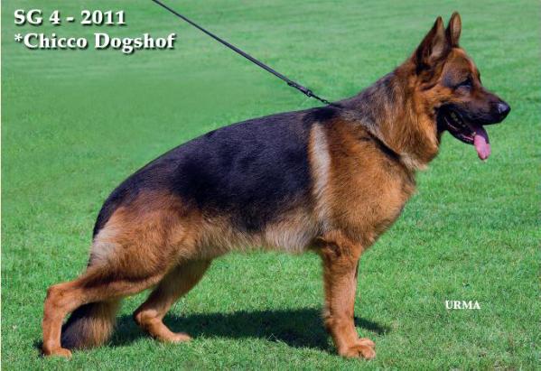 Jarman Safed Dog Photos For Sale Jarman Safed Dog Photos For Sale