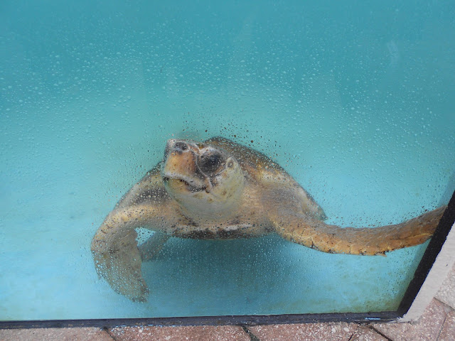 Aye, sea turtles sea turtle