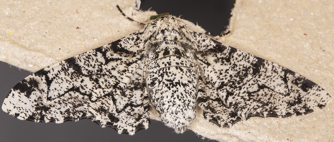 Peppered Moth, Biston betularia. Geometridae. Crowborough, July 2014. Peppered Moth, Biston betularia. Geometridae. Crowborough, July 2014.