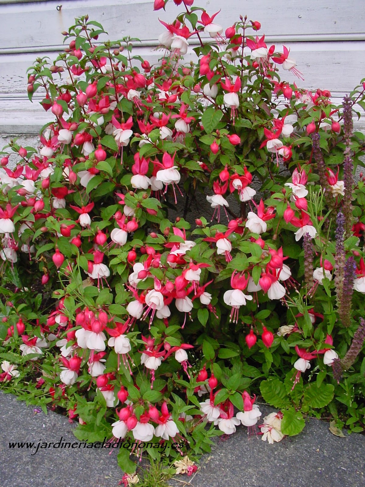 Jardineria Eladio Nonay: PENDIENTES DE LA REINA (Jardinería Eladio Nonay)