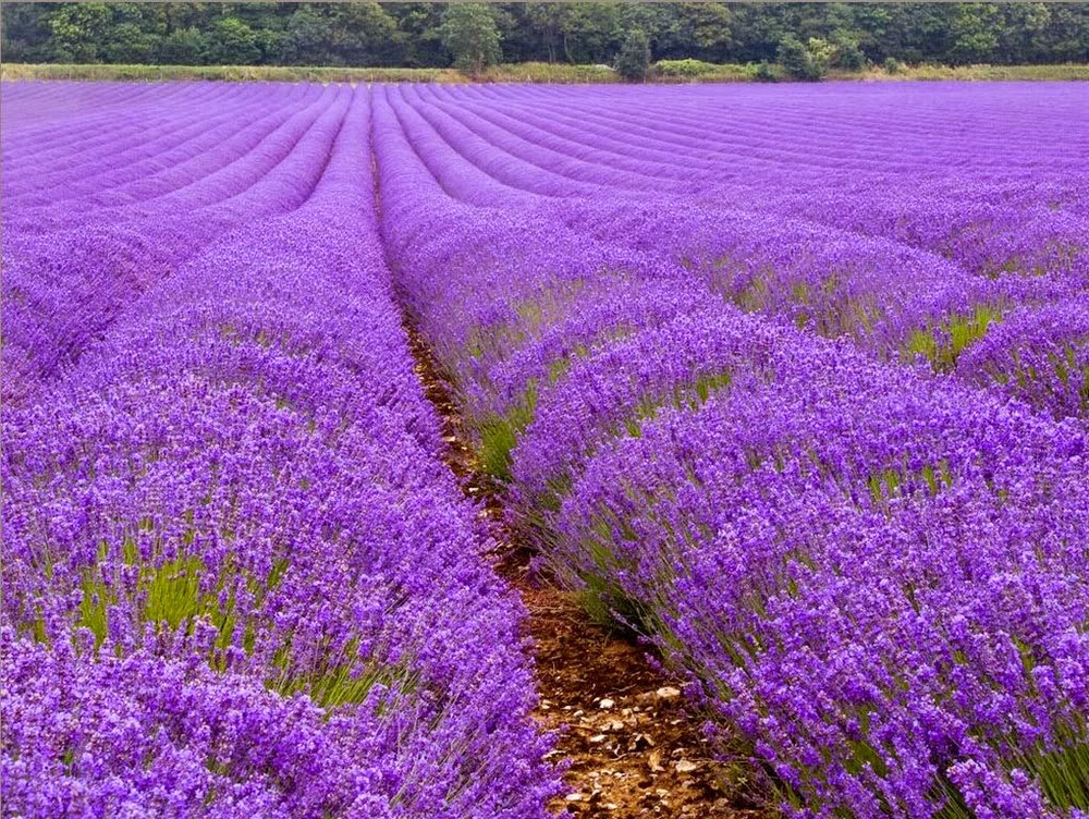 Chẳng cần đến Pháp cũng được ngắm hoa lavender tuyệt đẹp  VOVVN