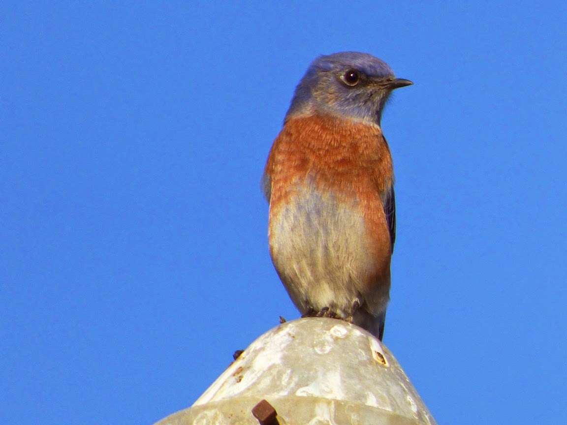 Geotripper's California Birds Bird of the Day Return of the Western