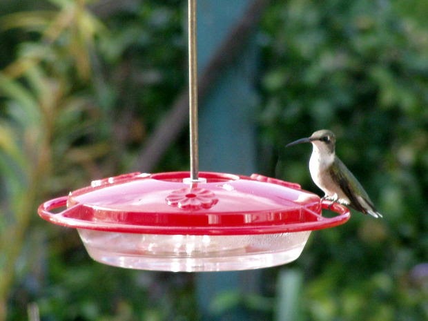 wild birds unlimited don t take your feeders down on wild birds unlimited don t take your feeders down on