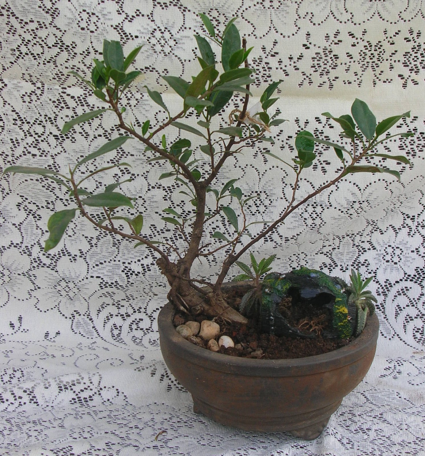 bonsai plants and tree Green Ahmedabad