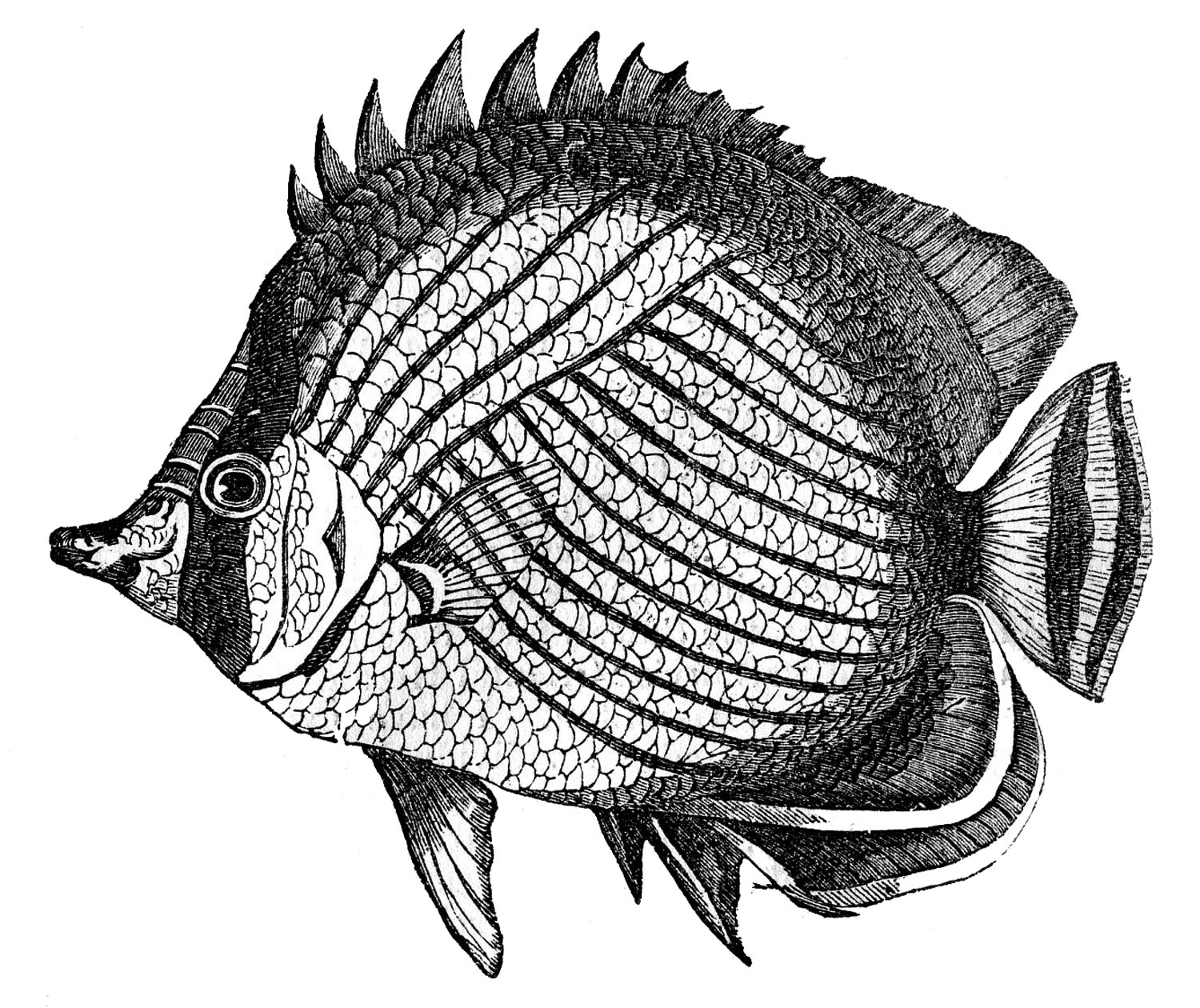 Graphic Fish