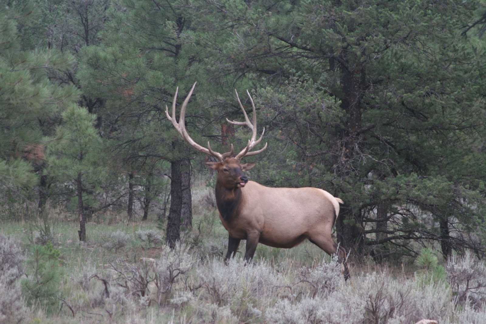 2013 Arizona Elk Hunting Forecast Jay Scott Outdoors/Colburn and
