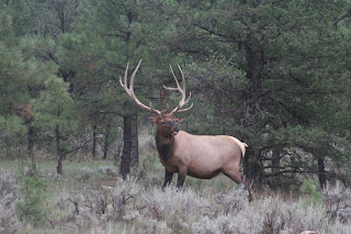 Elk+Hunting+Unit+9+AZ+for+big+monster+bulls+with+Colburn+and+Scott+Outfitters+1.JPG