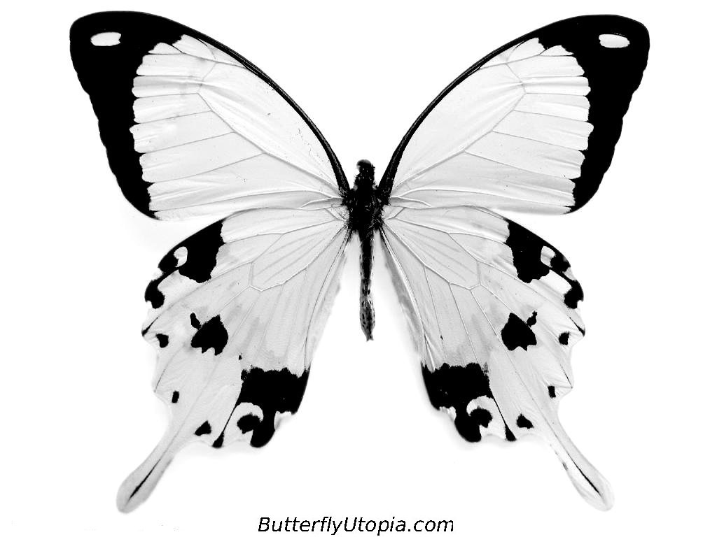 Un papillon géant coloré aux Twinkling H2O White-Black+Butterfly+Color+Combination+Wallpaper
