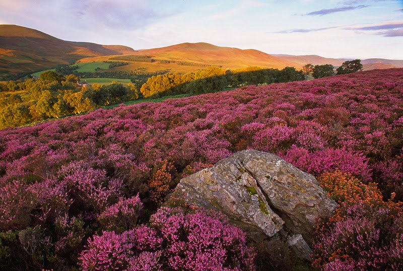 Comparative Video 101 "The Wild Mountain Thyme/Will Ye Go, Lassie, Go?"