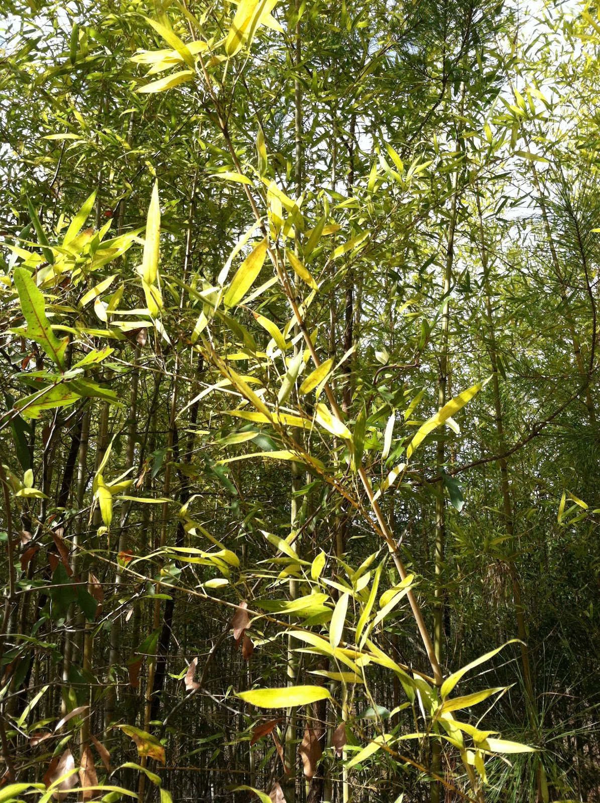 Two Sisters Gardening Bamboo Fastest Growing Plant on