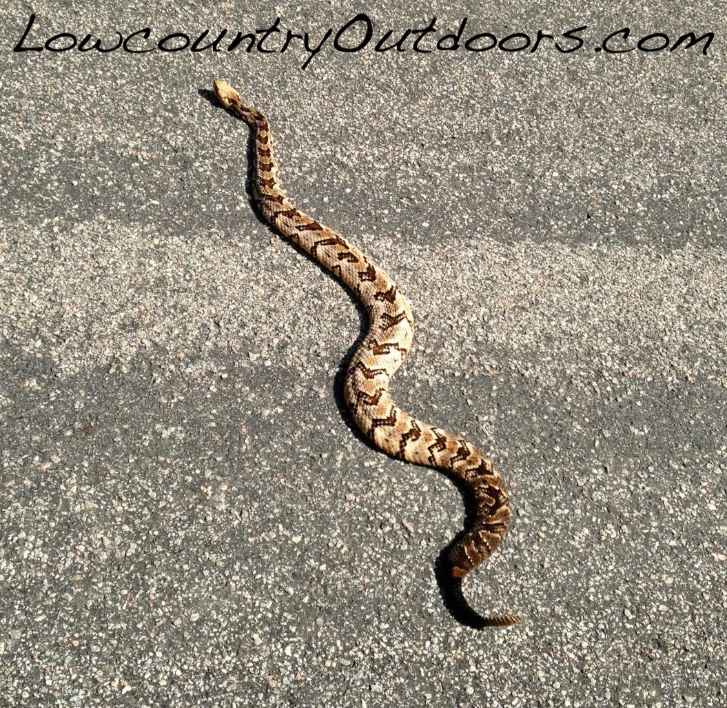 Lowcountry outdoors Snakes Seen Slithering Ahead of Fall