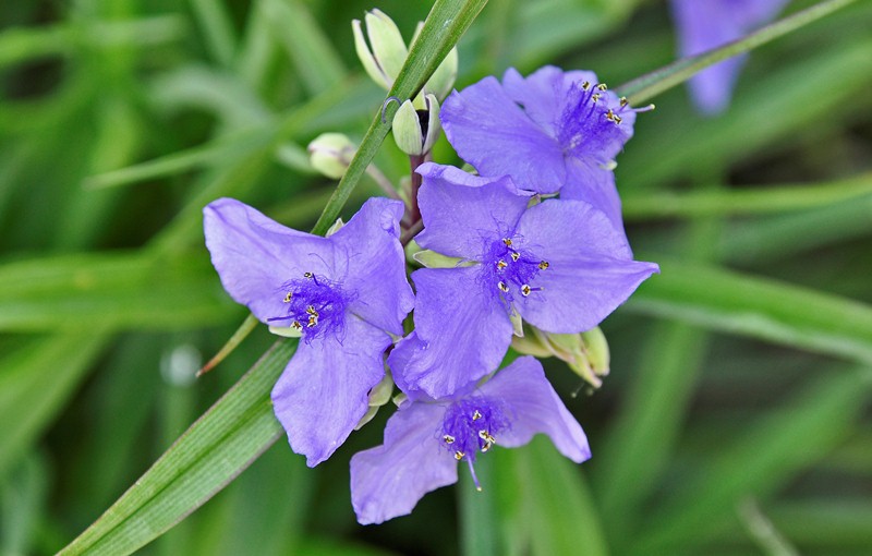 BayFriendly Landscaping The Subtle Beauty of Spiderwort