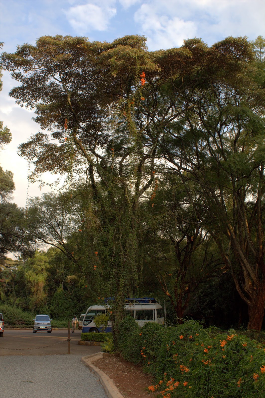 Something About Everything Kenya Plants