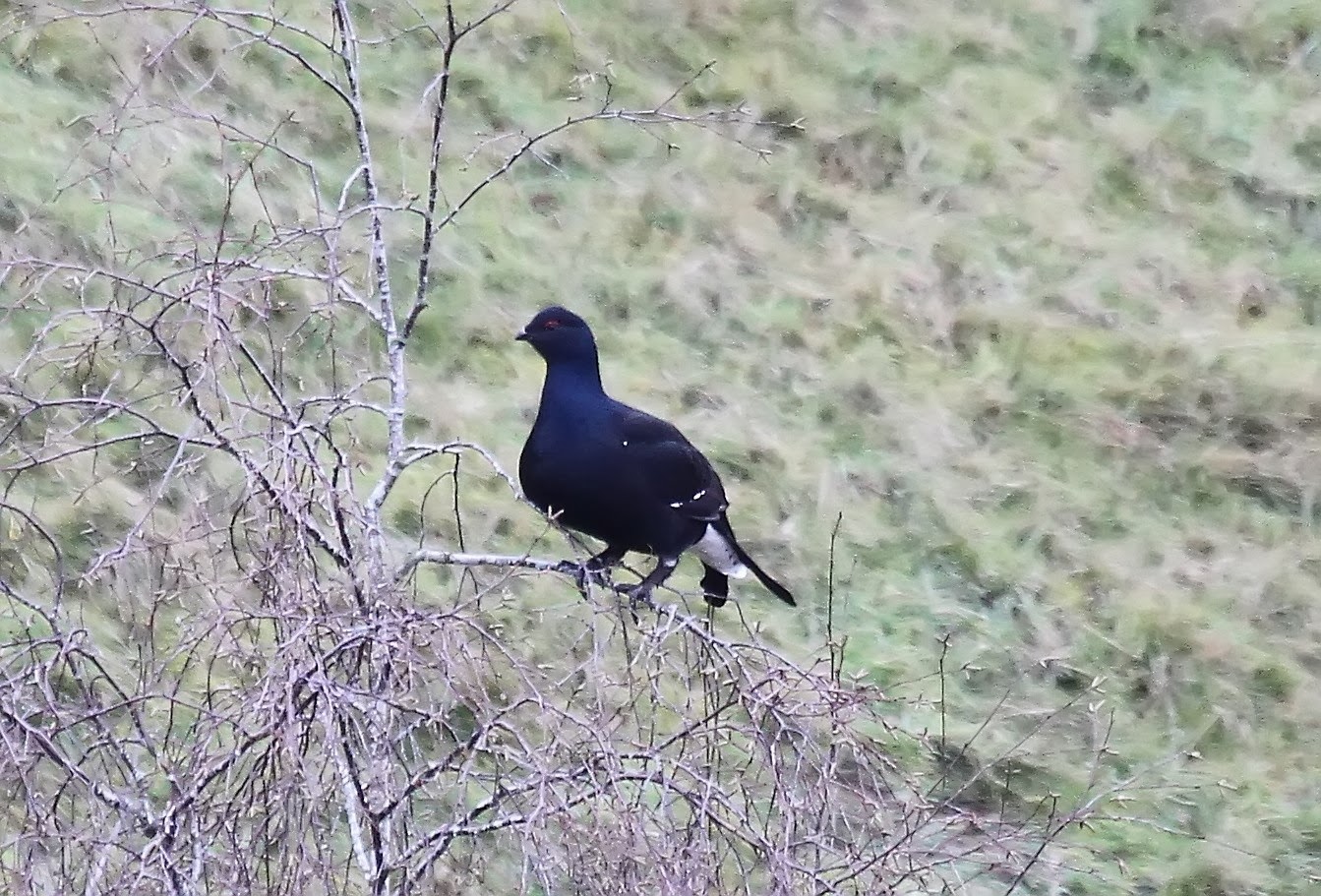 lapland 10 Black Grouse in a Hawthorn Bush and a Raven on the road.