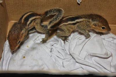PAWS-Mumbai Pix Update: Baby Squirrel lost their mother now taken care